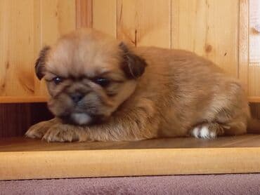pekines itləri: Pekines — 5