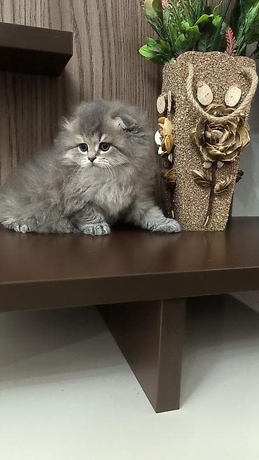 qartal sekli: Tam sağlam və toppuş bala . Dişidir. qum tərbiyəsi var. Ana və ata — 3