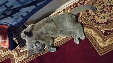 shotland pişik: Britan — 2