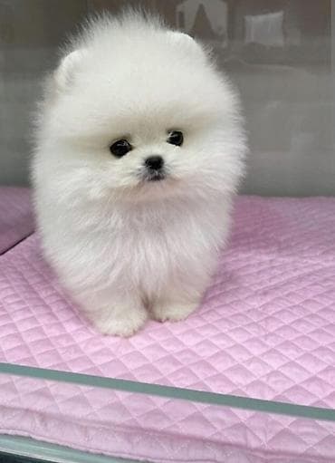 pomerian boo: Şpitz, 2 ay, Sənədli — 1