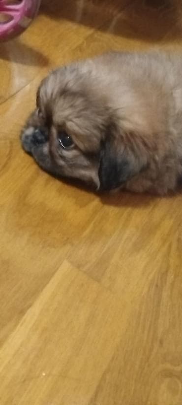 Pekines — 1