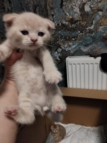 Шотладская вислоухая