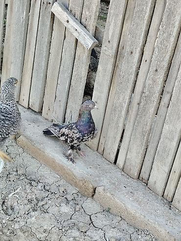 əl guzgusu: Qənbəri temiz ebres badamlelek erkek qusdu 20 azn lokbatana göndərmək — 1