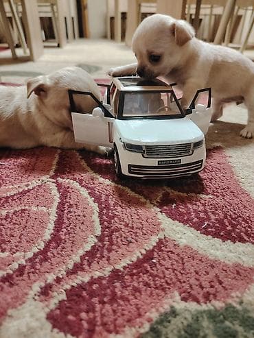 Quşlar: Çixuahua, 1 ay, Dişi, Peyvəndli, Ünvandan götürmə — 3