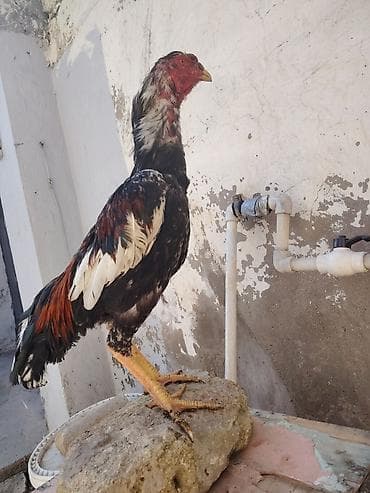 qaz quş: Salam heyrati becesi satilir 11 ayligdi saglamdi vaksin qurd dermanı — 2