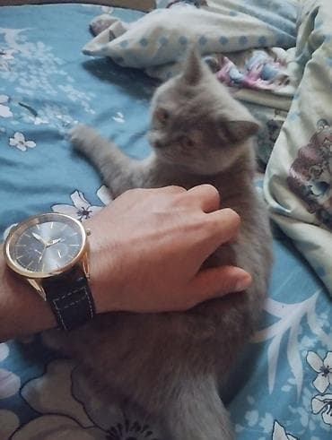 pişik ucuz: Boz rəngli, yumşaq və sıx tüklü gözəl pişik balası. Qısa tüklü — 4