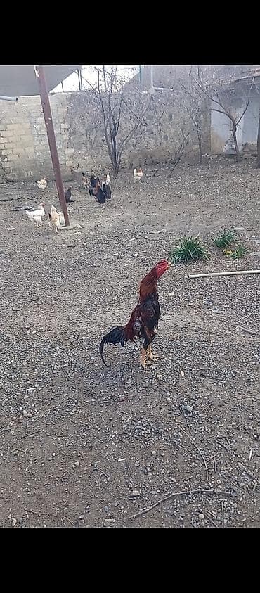 Xoruz, il: <1, Ünvandan götürmə