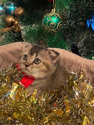 pişik adları azeri: Şotland, Dişi — 2