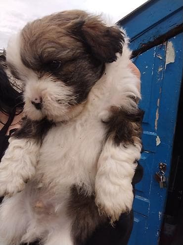 boo itleri: Shi-tsu, Peyvəndli — 2