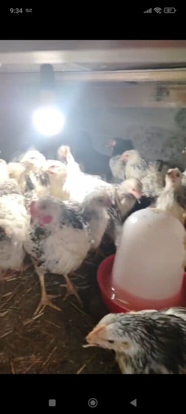 cuce sekli: Toyuq cücələri, Ətlik — 2