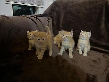 balaca pisik sekilleri: Şinşilla, Erkək, Yaxşı əllərə, Ödənişli çatdırılma — 2