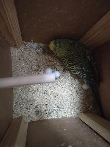 Heyvanlar üçün mallar: Dalmatin rəng çalarlarında dalğalı tutuquşu (budaq üstündə oturan — 2