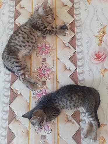 ucuz itlerin satisi: Lənkəranda etibarlı əllərə bala pişiklər🐈🐈🐈sahibləndirilir.İki — 2
