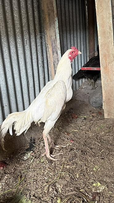 Ağ rəngli uzunquyruq xoruz - Növ: kənd toyuğu/xoruz - Rəng: tam ağ lalafo.az -da Ağ rəngli uzunquyruq xoruz - Növ: kənd toyuğu/xoruz - Rəng: tam ağ