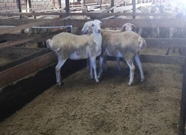 qoyun quzu nece yazilir: Qoyunlar – damazliq - Cins/Tip: Yağlı quyruq, yerli ətlik istiqamət — 1