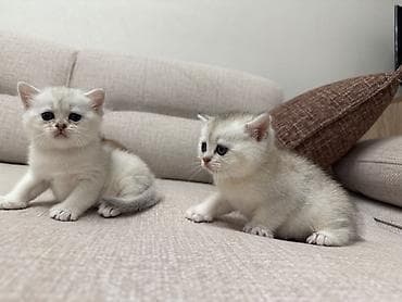 Heyvanlar: Şinşilla, Dişi — 7