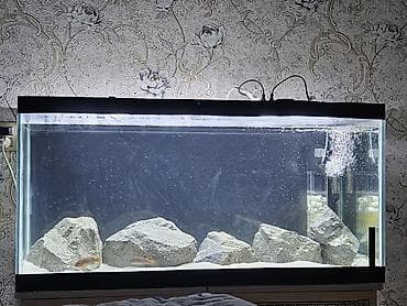 sevimli pisik sekilleri: Akvarium satılır ölçüləri 100x45x50 215litr su tutur üst rebroları — 3