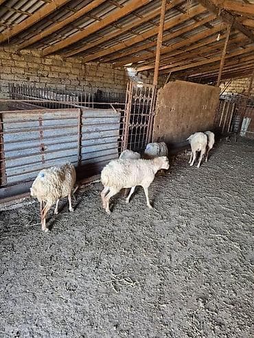 bərdə mal bazarı: Qoyun sürüsü – ət və damazlıq üçün - Şəkillərdə olan — 6