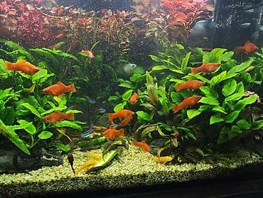 Heyvanlar: Ansistrus, Sülhsevər, Pulsuz çatdırılma — 2