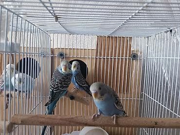 Akvariumlar: Məhsul: Dalmatian naxışlı və mavi-ağ çalarlı dalğıncıq (budgerigar) — 3