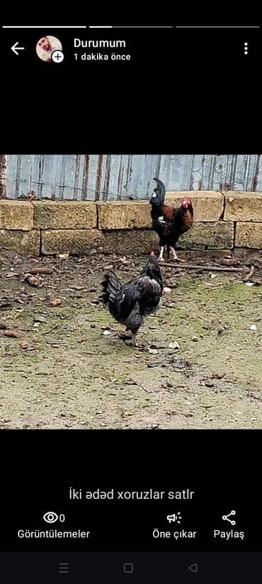 Inəklər, öküzlər: Toyuq, Damazlıq — 1