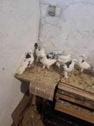 значок хары бюльбюль купить: Başlıq: Dekorativ Göyərçinlər Təsvir: Evdə bəslənən dekorativ — 2