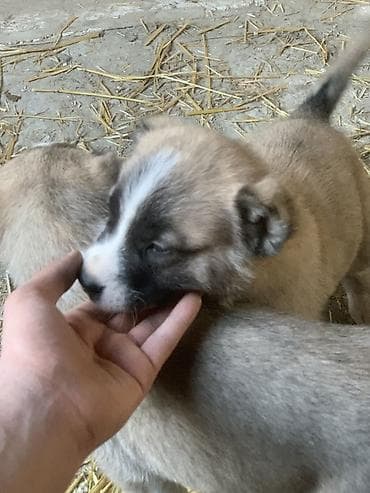 qafqaz çoban: Alabay, 1 ay, Peyvəndli, Pulsuz çatdırılma — 3