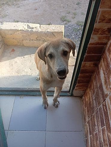 6 ay, Ünvandan götürmə