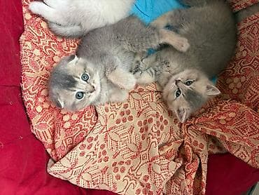 britan pişiyi: Britan — 1