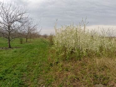xacmaz rayonu qusarcay kendi: Kənd təsərrüfatı — 23