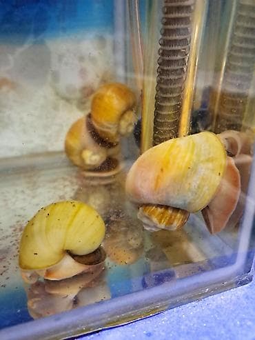 akvaryum aksesuarlari: İri ölçüdə akvariumu temizleyen ilbizlerimiz artiq yem qaliqlari ve — 3