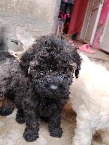 bala itlər: Ev üçün ideal Saf qan orta ölçülü pudel balalar qara qəhvəyi ton — 4