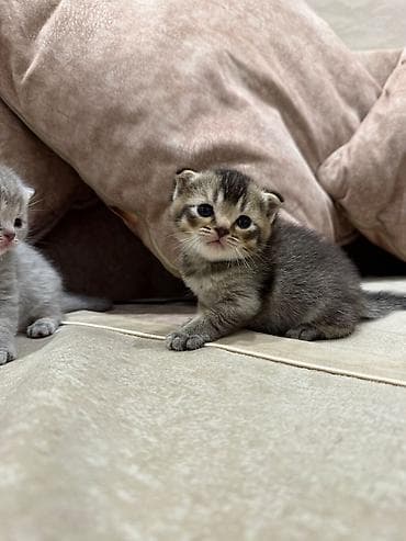 munchkin pişik: Britan, Erkək, Dişi — 5