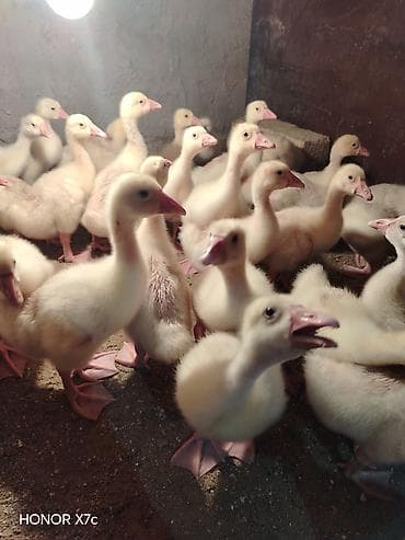 xaski haqqinda melumat: Sapsağlam linda qaz balaları vitamin antibiotic herbirsey edilib 15 — 1