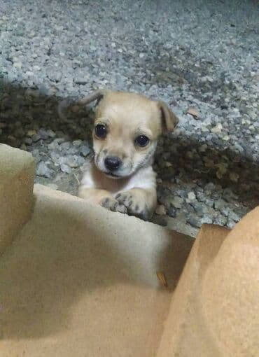 balasına süd verməyən qoyuna nə deyirlər: Zvonok, 2 ay — 2