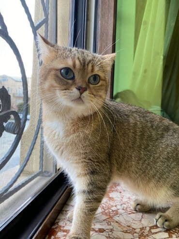 scottish pişik: Şotland, Erkək, Cütləşmə üçün — 1