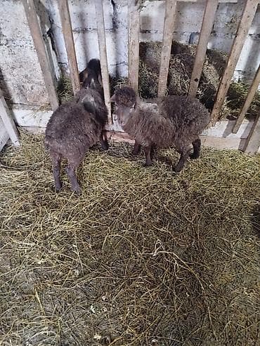 Gəmiricilər: Qoyun quzuları – 2 ədəd bir erkek bir disi - Növ: yerli qoyun/quzu - — 2