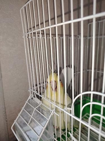 Gəmiricilər: Qəfəsi ilə birlikdə satılır. Ələ örgəşdirilməsi asandı. Ev şəraitində — 2