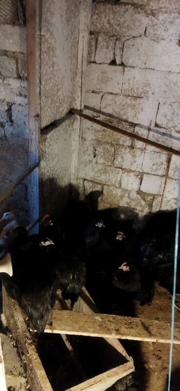 Heyvanlar üçün mallar: Toyuq, Damazlıq — 4