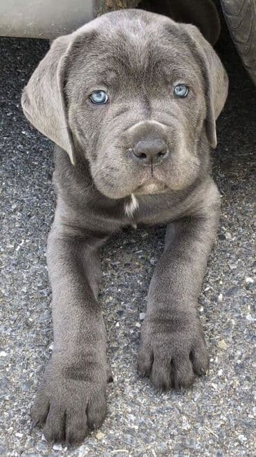 кане корсо цена: Kane-Korso, 2 ay, Ünvandan götürmə — 14