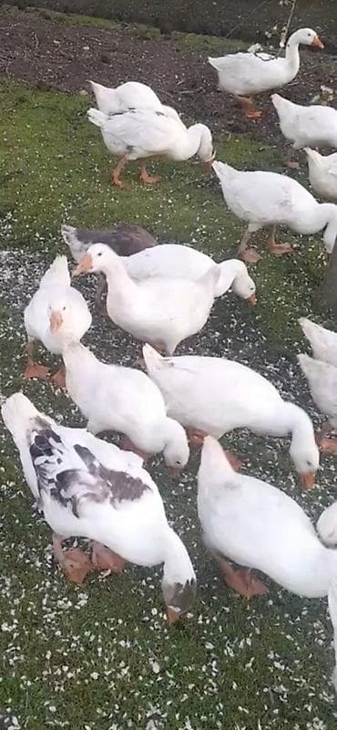 Məhsul: Qazlar (ağ rəngli, bəzilərində qara-boz ləkələr) Təsvir: -