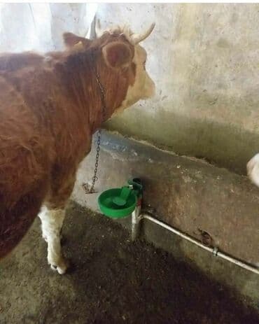 Heyvanları qırxmaq üçün avadanlıq: Yem qabı, Su üçün, Heyvanlar üçün, Ünvandan götürmə, Ödənişli çatdırılma — 1
