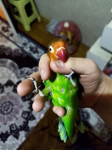 İtlər: Salam pul lazımdır deyə satılır ucuz cüt 8 yumurtası var əl qusudu — 7