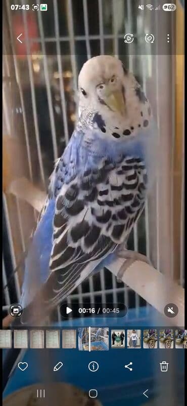 sultan quşu: Bala verməyə hazırlaşan muhabbət quşları.Sağlamdırlar və aktiv — 3