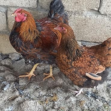 itlər ucuz: Toyuq, Brama, Damazlıq — 6