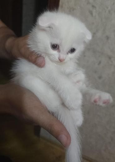 syam pişik: Şotland — 2