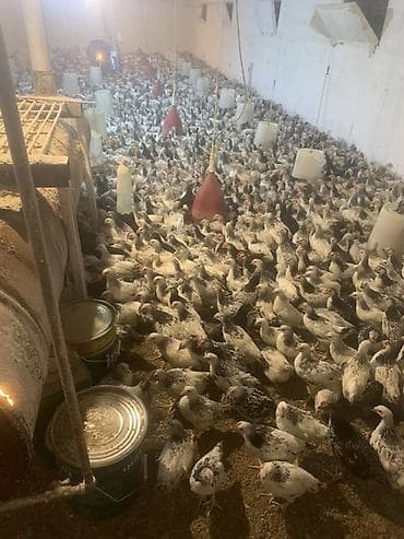 Toyuq cücələri, Damazlıq