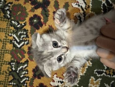 Britan, Dişi, Erkək, Yaxşı əllərə