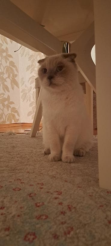 fold: Şotland yastı qulaq, Dişi, Yaxşı əllərə, Ünvandan götürmə — 2