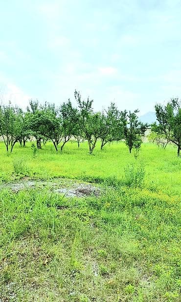 sahe: 24 sot, Tikinti, Mülkiyyətçi, Kupça (Çıxarış) — 8